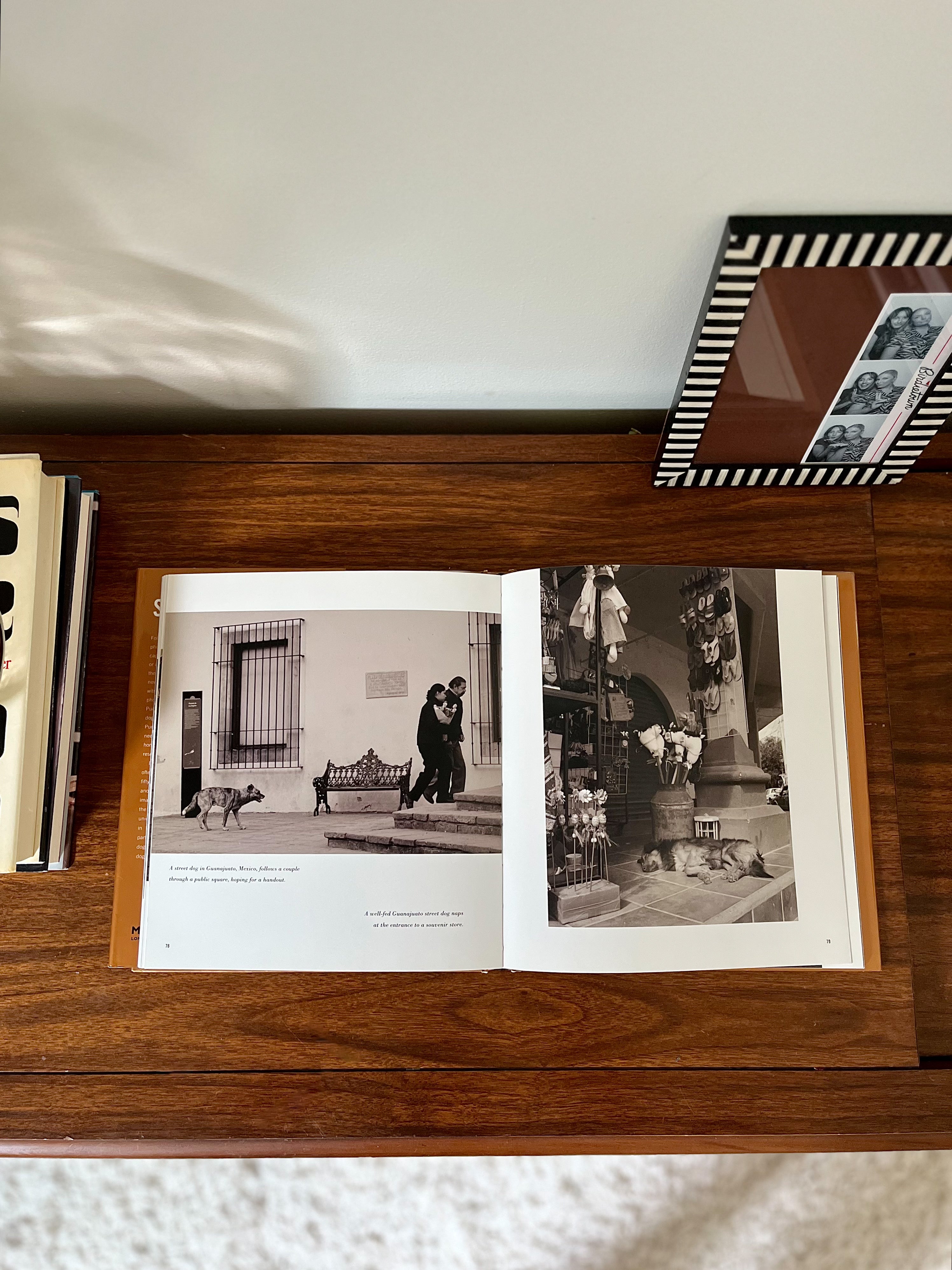 Street Dogs by Traer Scott – Photography Book