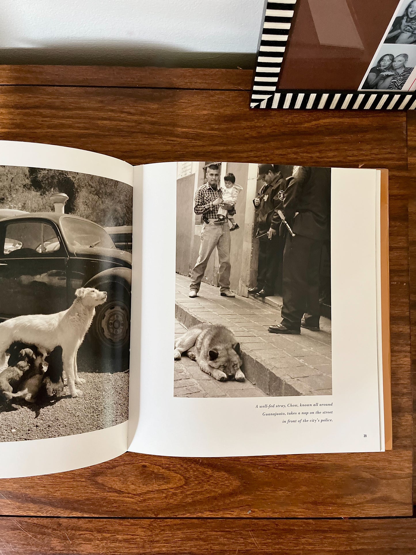 Street Dogs by Traer Scott – Photography Book